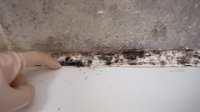 Best Asbestos and Lead Testing During Mold Inspection  in Swifton, AR